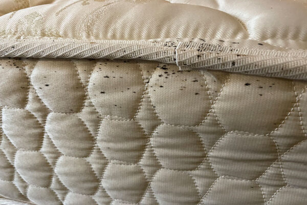 Bed bug markings on mattress