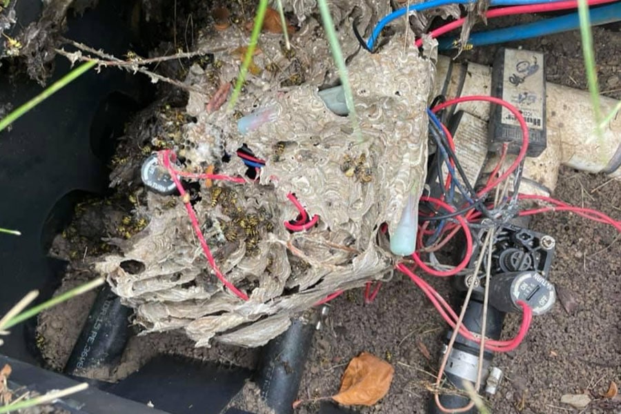 Bee nest in electrical box