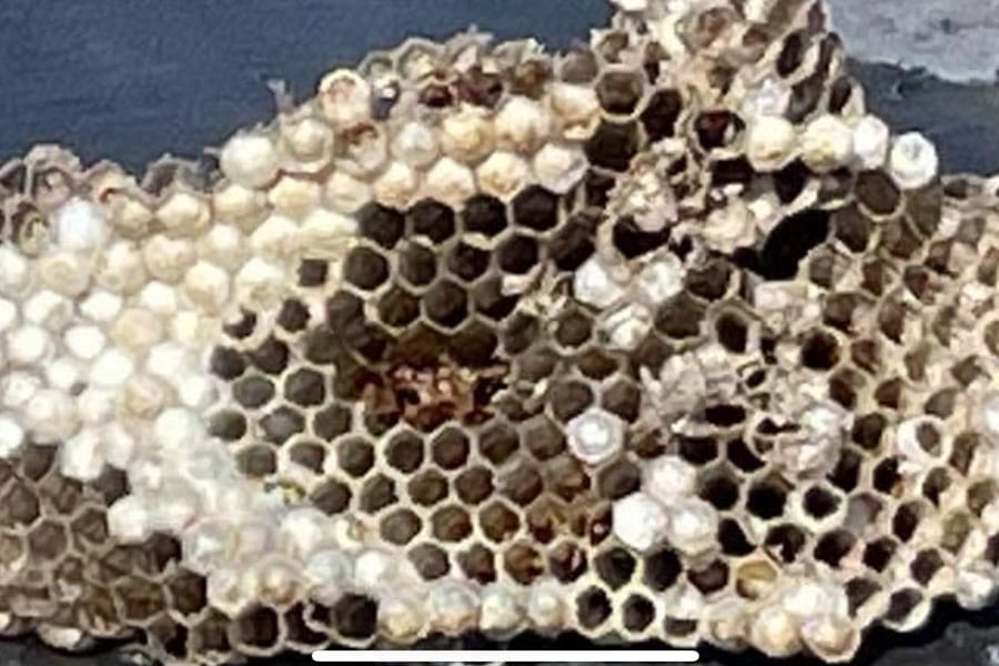 Close up of honeycomb